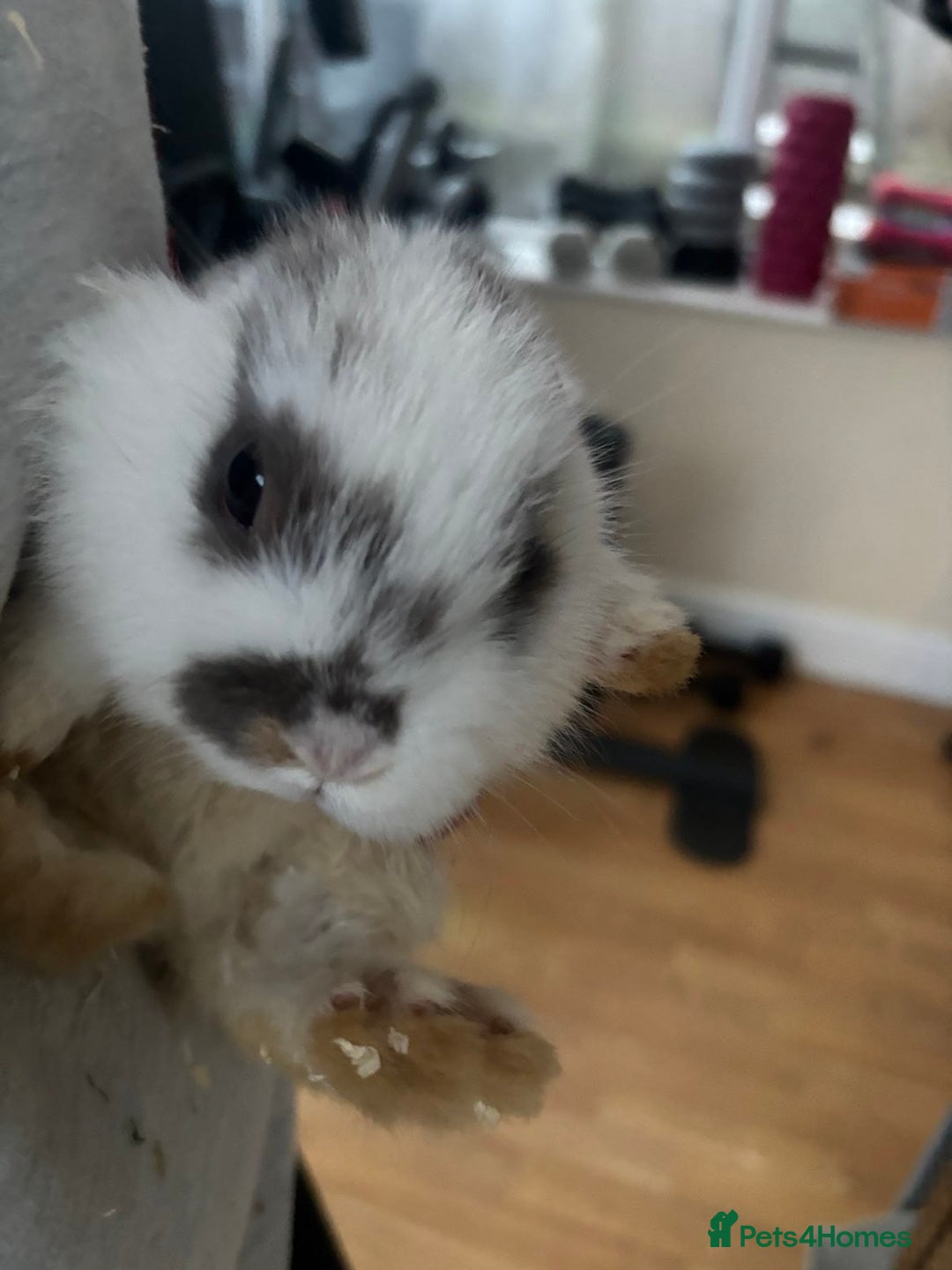 Rex rabbits for sale: Baby Rabbits for sale  - Advert 10