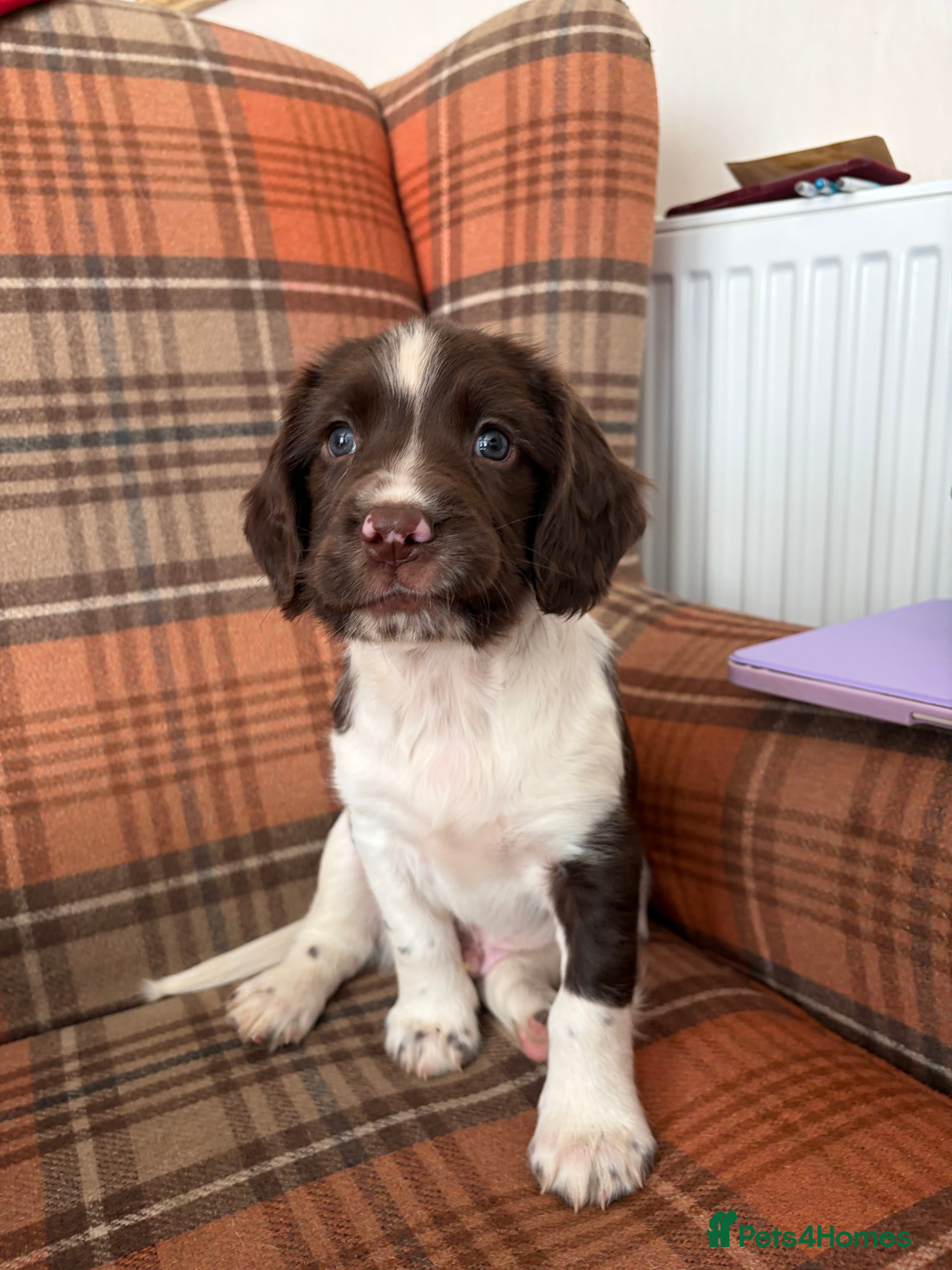English Springer Spaniel dogs English Springer spaniel  - Advert 1