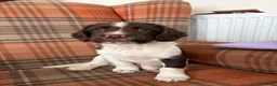 English Springer Spaniel dogs for sale: English Springer spaniel  in Carmarthen - Advert 10