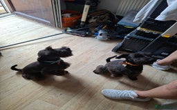Miniature Schnauzer dogs for sale: Milo & Trent - Image 2