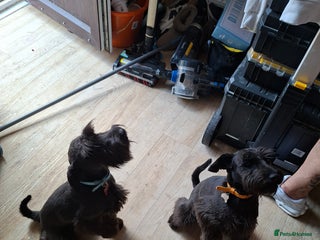 Miniature Schnauzer dogs - Advert 1