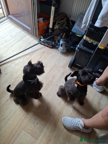 Miniature Schnauzer dogs - Advert 6