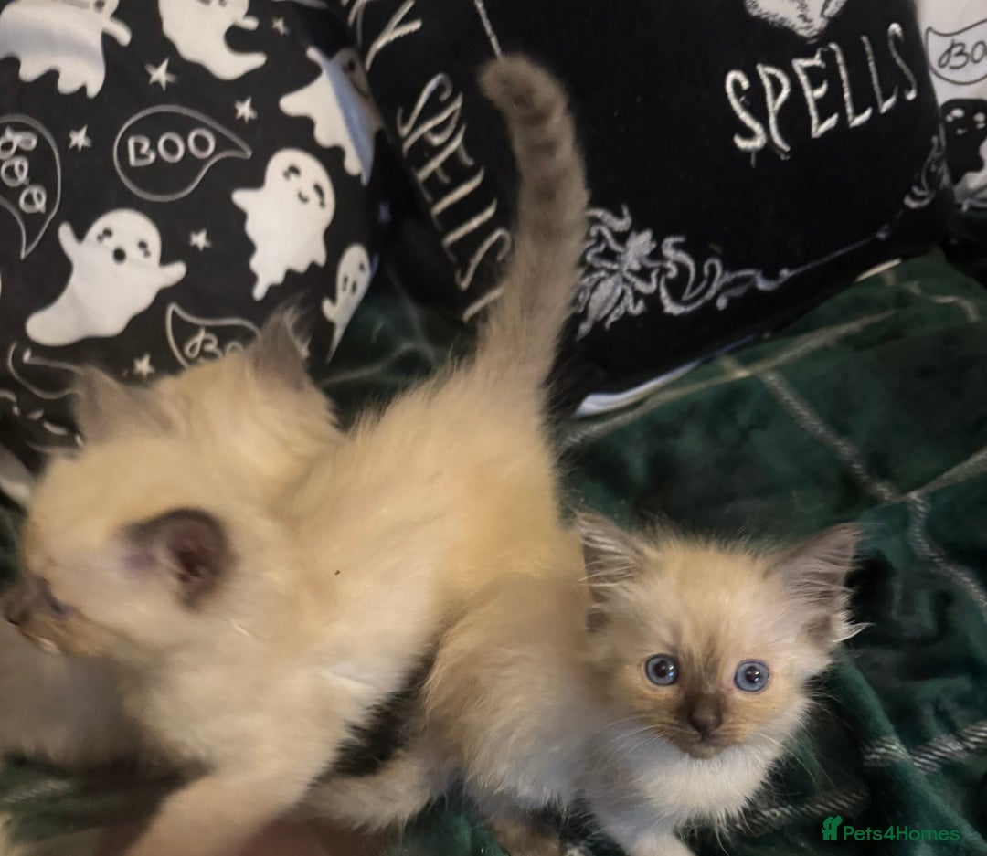 Ragdoll cats for sale: 8 week old ragdoll kittens ready to go now  - Image 9