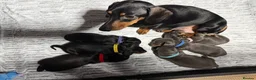 Dachshund dogs for sale: ONLY 1 DACHSHUND FEMALE LEFT DOLLY - Advert 16