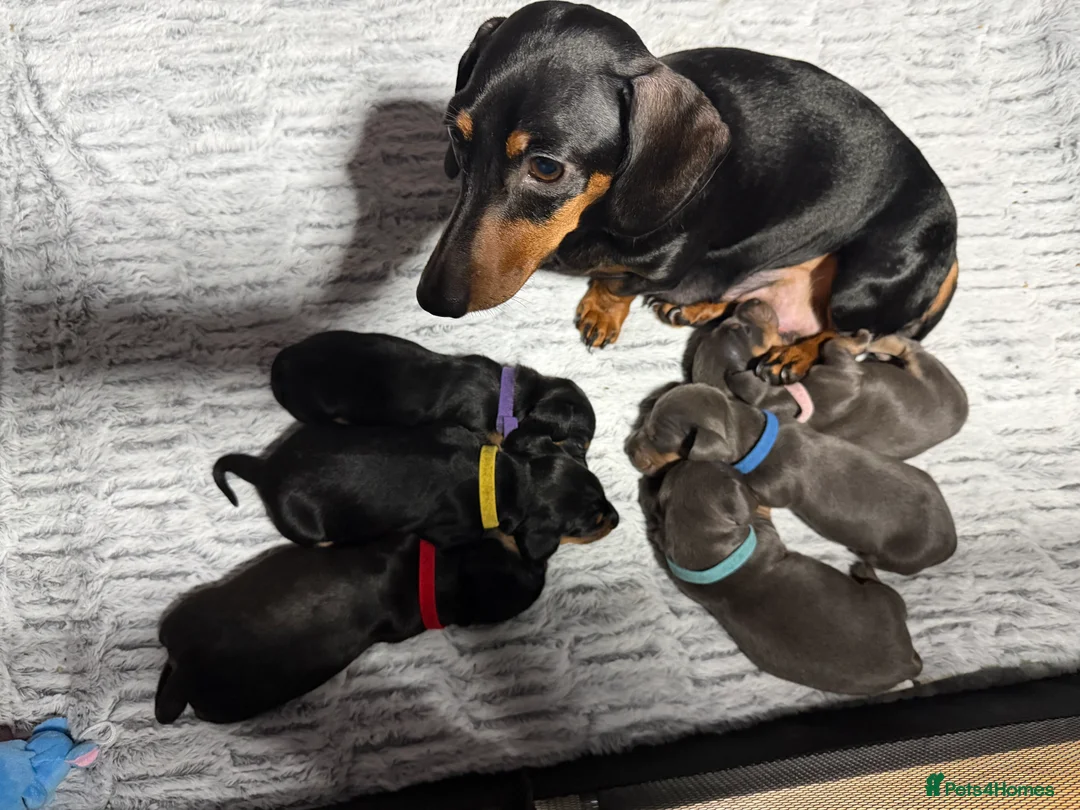 Dachshund dogs for sale: ONLY 1 DACHSHUND FEMALE LEFT DOLLY - Advert 16