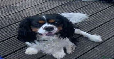 Cavalier King Charles Spaniel dogs - Advert 8