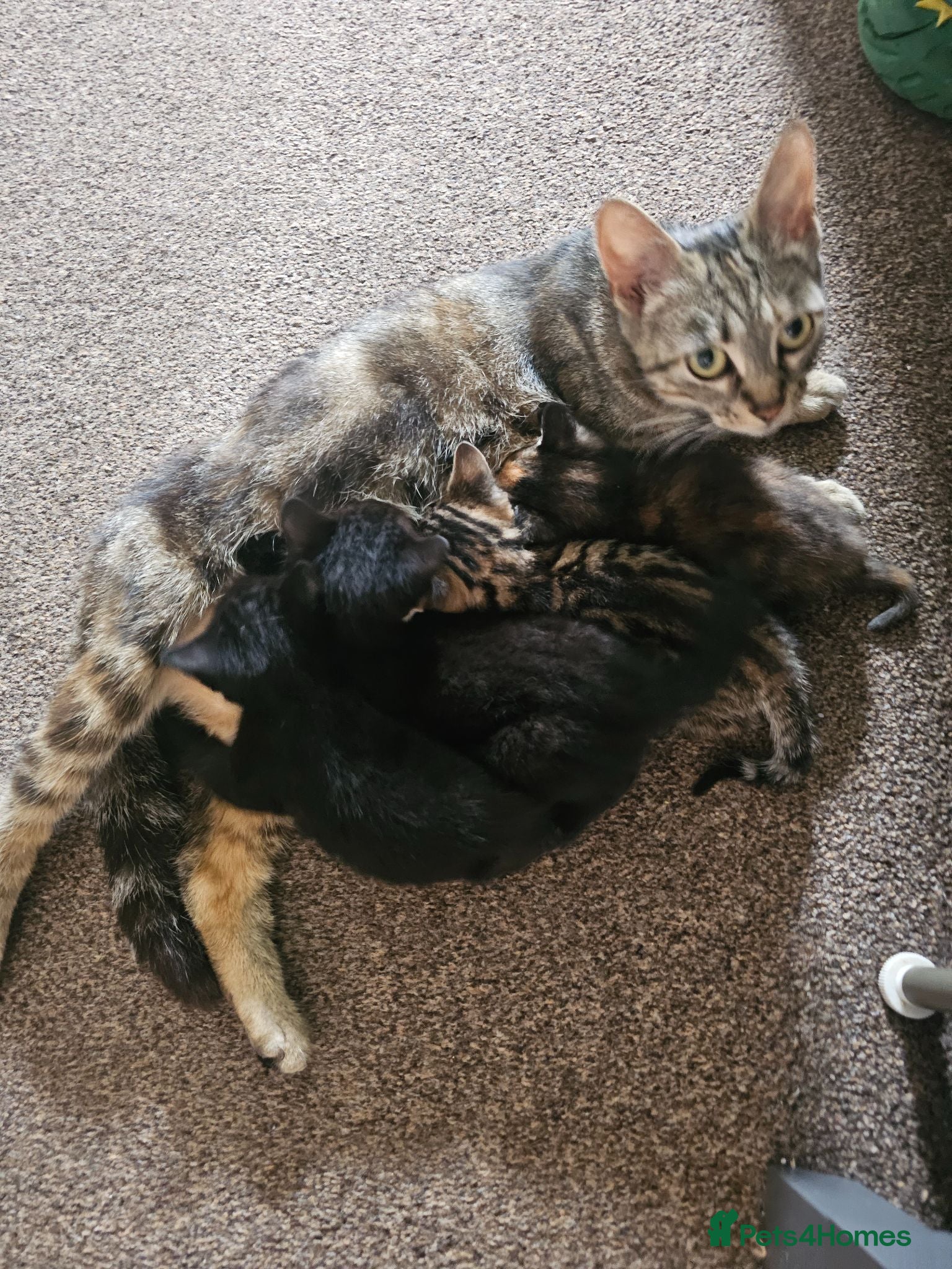 American Shorthair cats Kittens for sale  - Advert 1