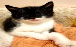 Mixed Breed cats for sale: Adorable trio of kittens  - Image 22