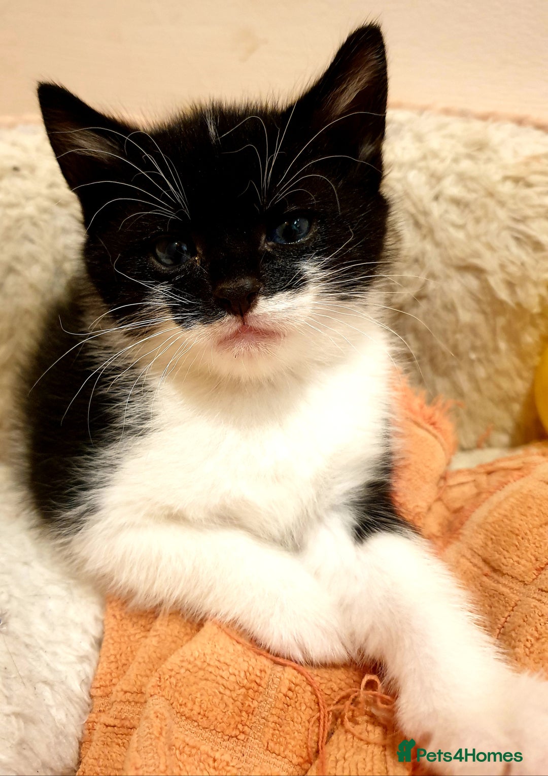 Mixed Breed cats for sale: Adorable trio of kittens  - Image 22