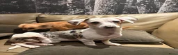 Chiweenie dogs for sale: Blue Merle Chiweenie - Advert 1