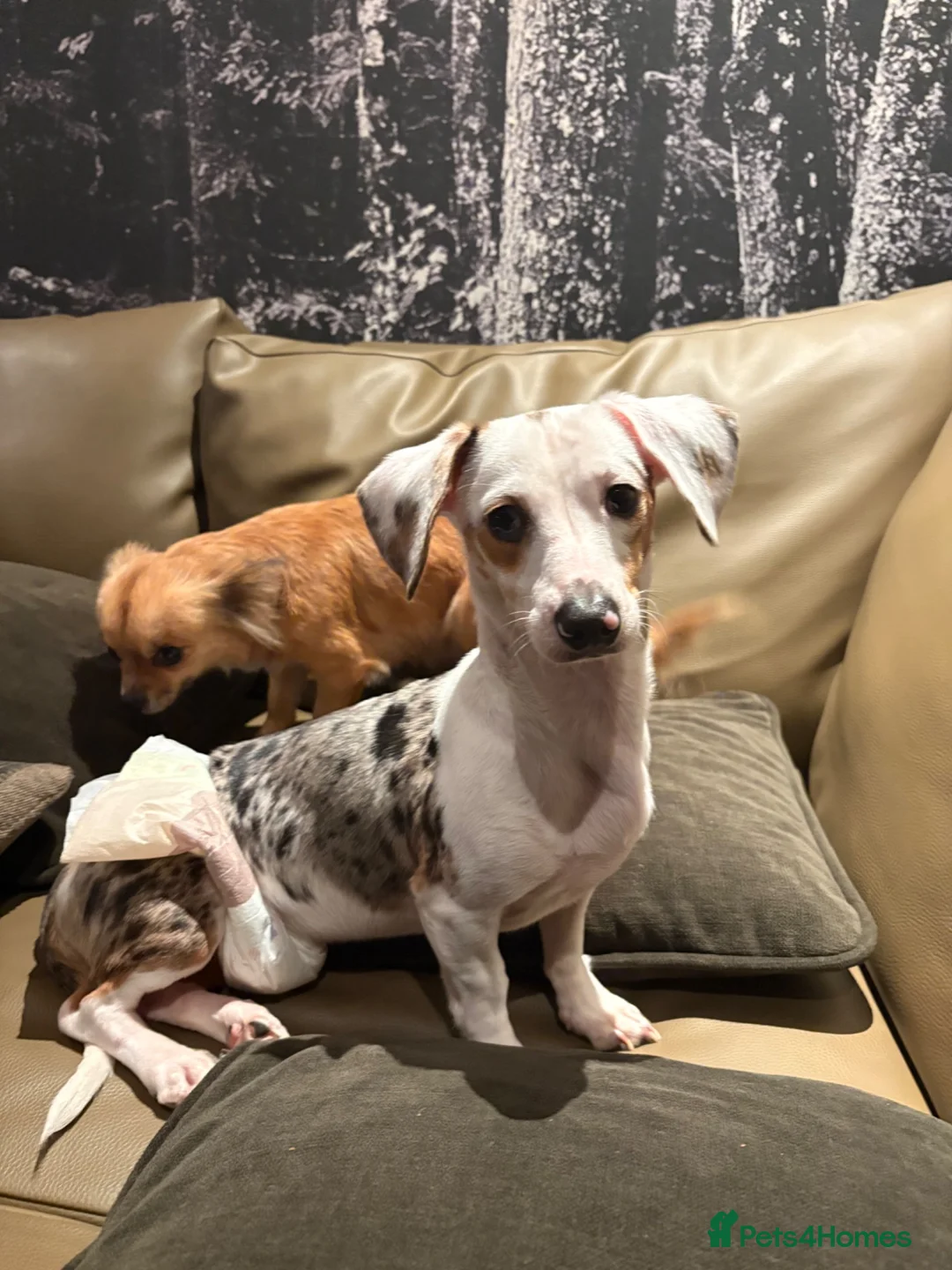 Chiweenie dogs for sale: Blue Merle Chiweenie - Advert 1