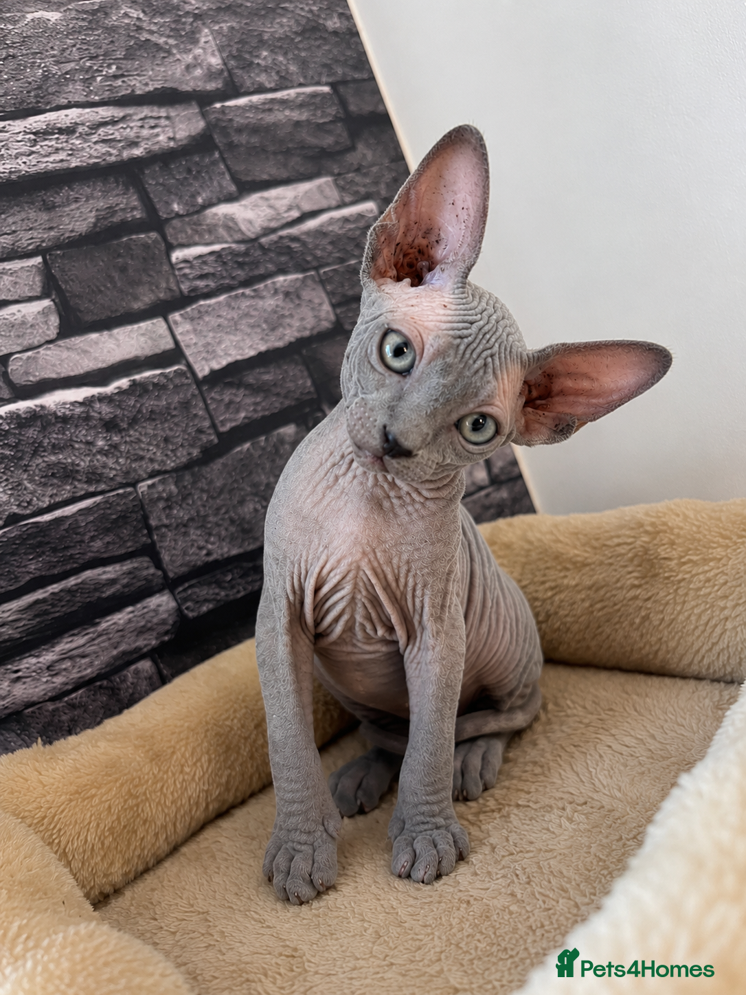 Sphynx cats 🐈‍⬛🐾 Sphynx elf's / Canadian kittens  - Advert 2
