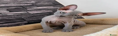 Sphynx 2