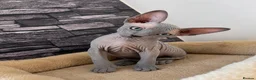 Sphynx cats for sale: 🐈‍⬛🐾 Sphynx elf's / Canadian kittens  - Advert 2