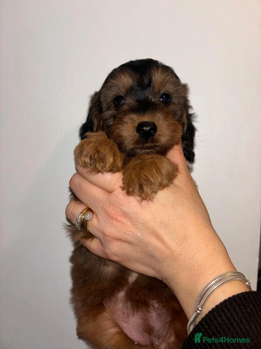 Toy Poodle dogs for stud: toy poodle short notice DNA  tested clear PRA £125 in Nottingham - Advert 29