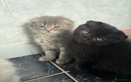 Scottish Fold cats for sale: 5 fluffy Scottish fold kittens  - Image 26