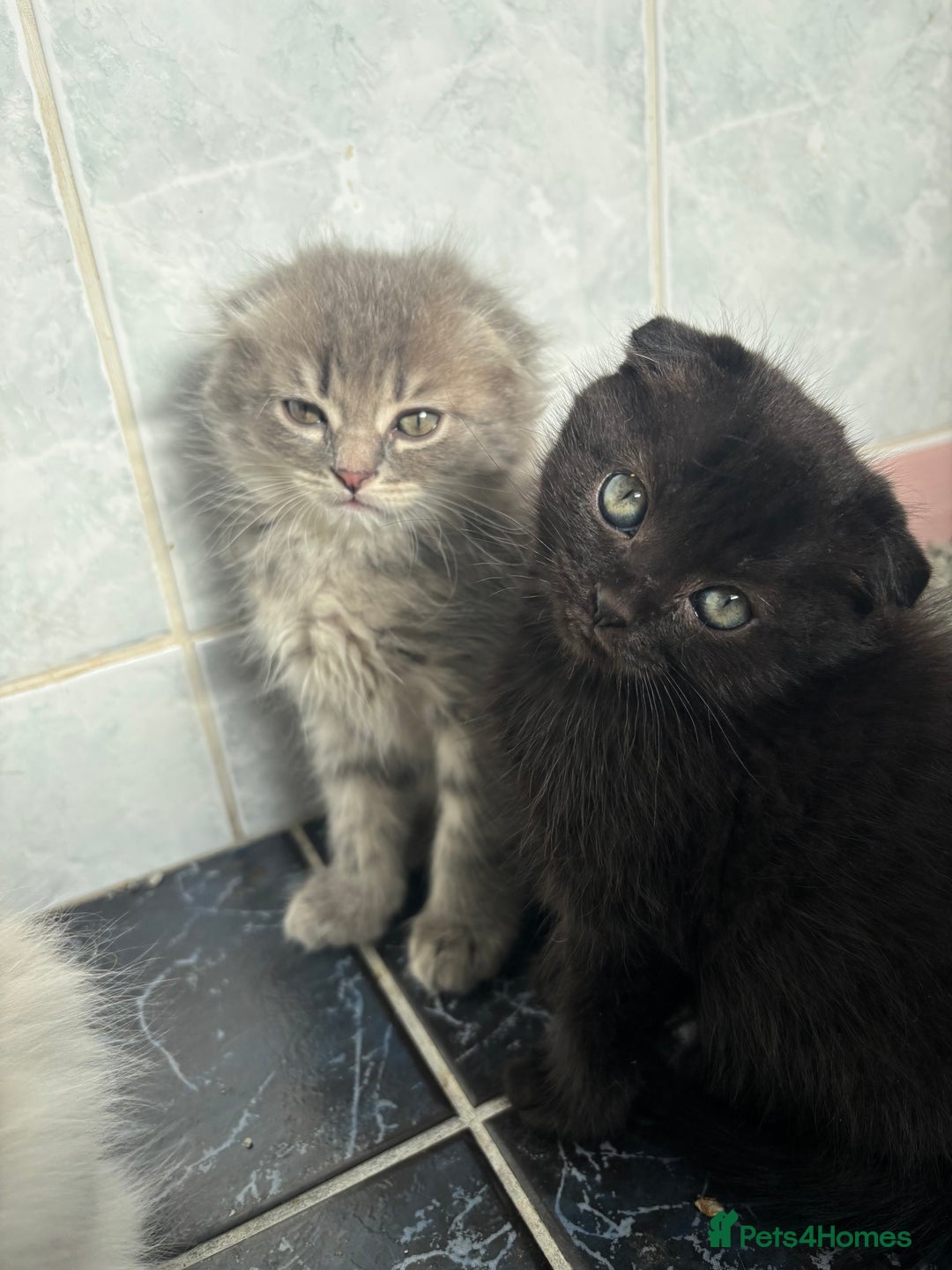 Scottish Fold cats for sale: 5 fluffy Scottish fold kittens  - Image 26