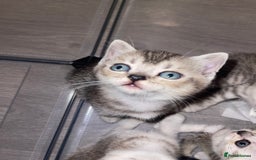 British Shorthair cats for sale: British short hair kittens - Image 4