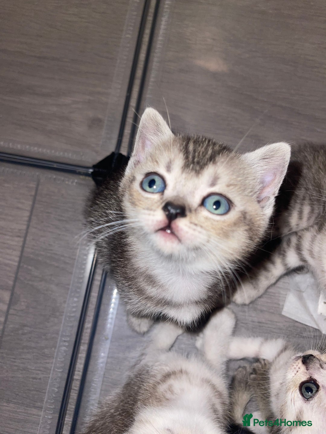 British Shorthair cats for sale: British short hair kittens - Image 4