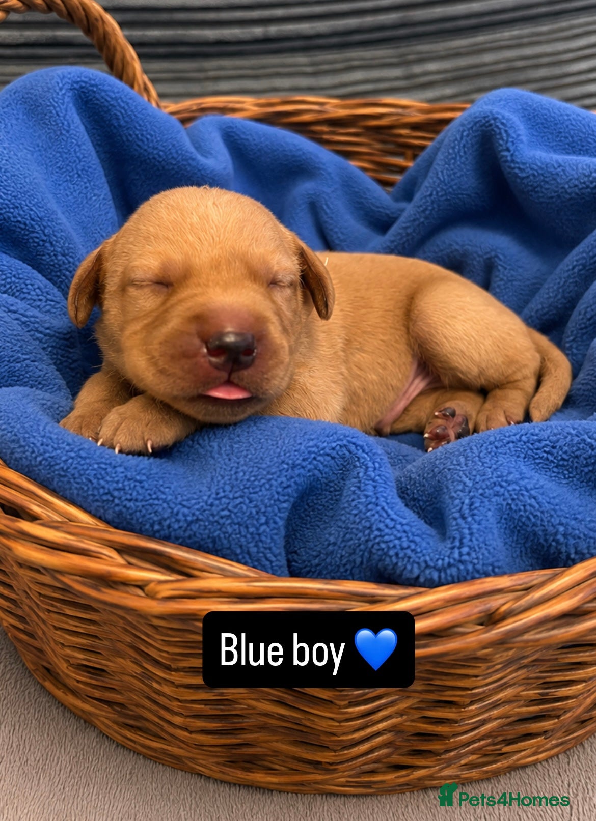 Labrador Retriever dogs Follow your pups journey from birth ❤️ - Advert 2