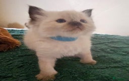 Ragdoll cats for sale: 7 beautiful fluffy Ragdoll cats.  - Image 9