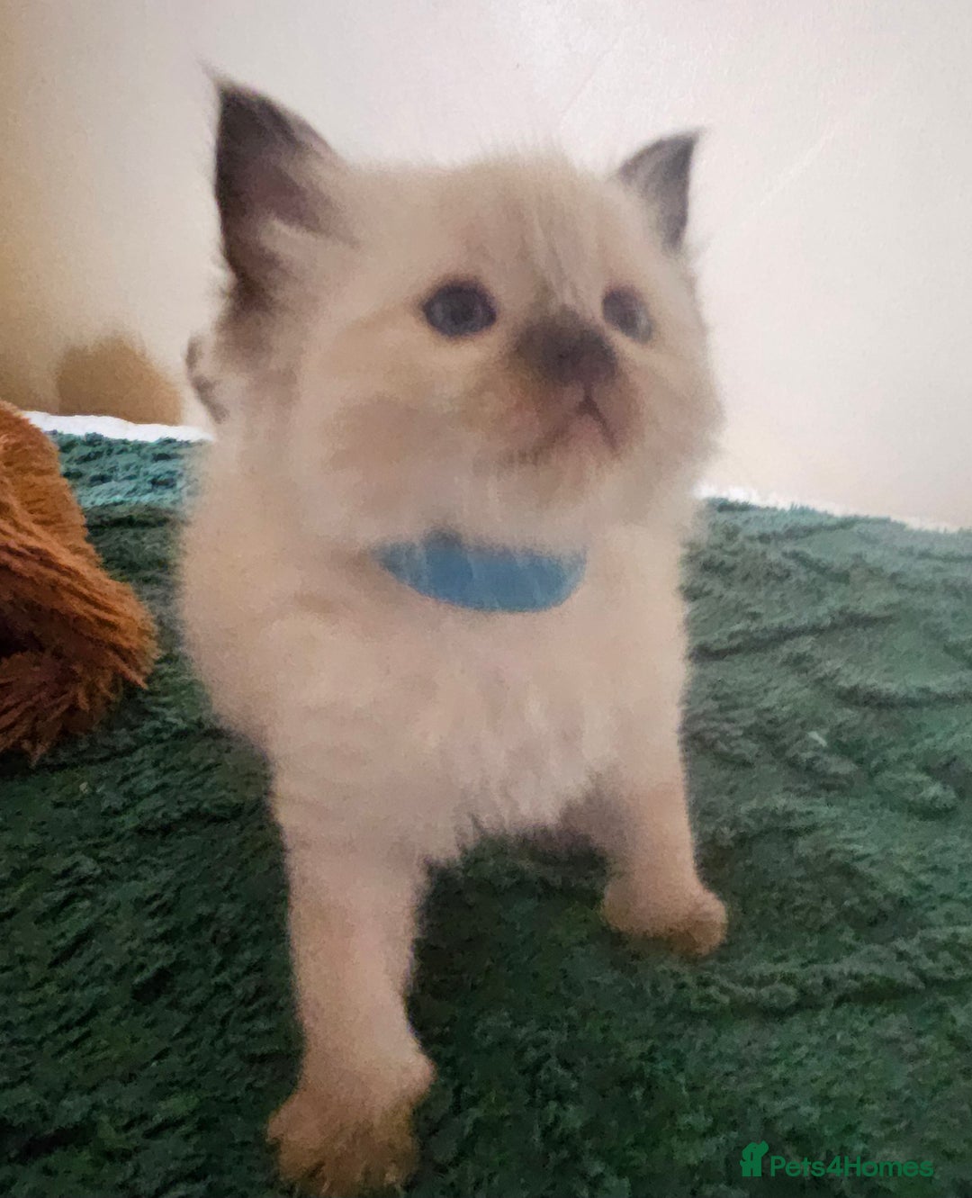 Ragdoll cats for sale: 7 beautiful fluffy Ragdoll cats.  - Image 9