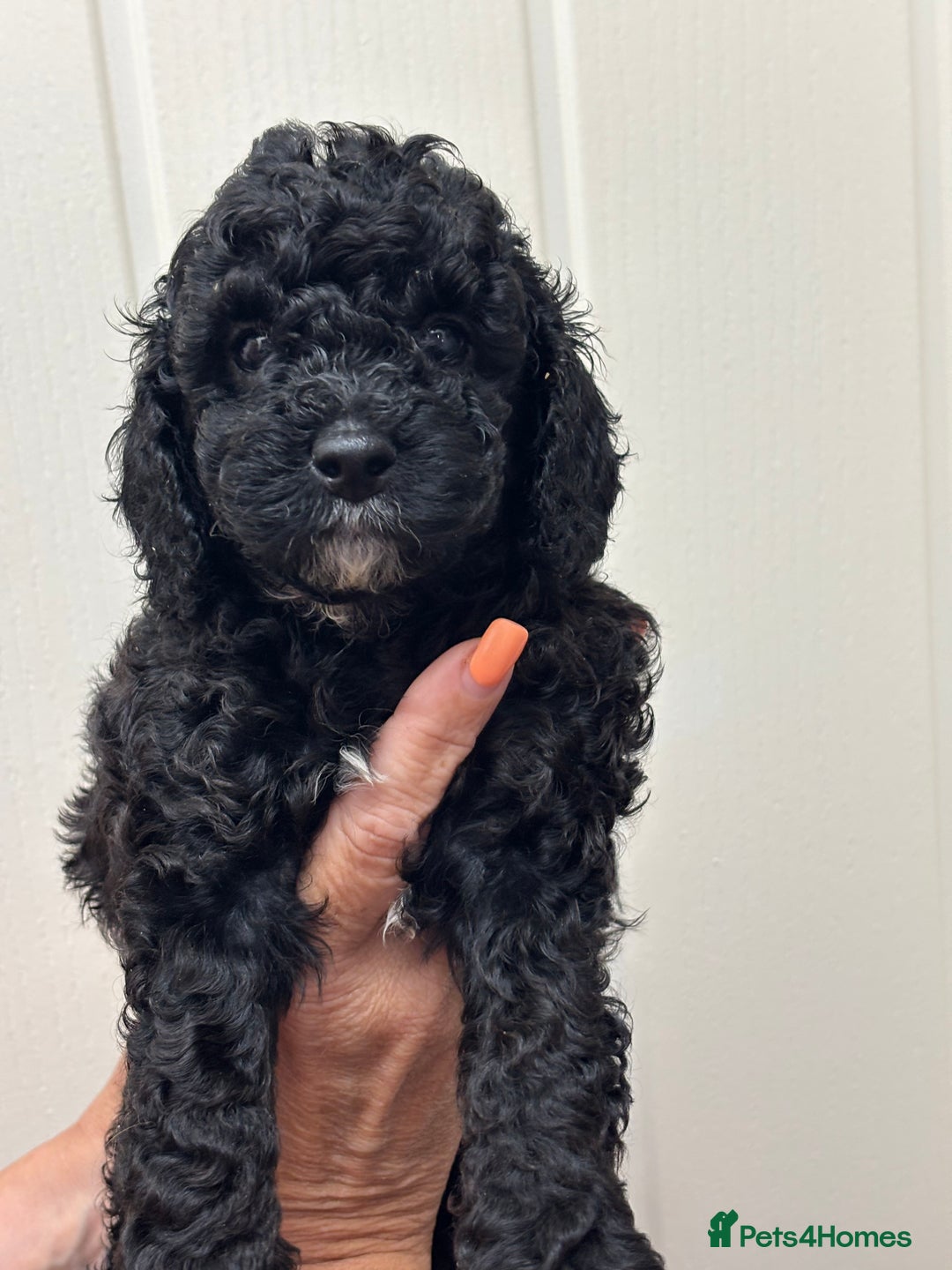 Cavapoo dogs for sale: ❤️ F1B CAVAPOOS 5* health checked ❤️ - Image 6