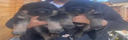 German Shepherd dogs for sale: Exceptional German Shepherd Puppies  - Advert 7