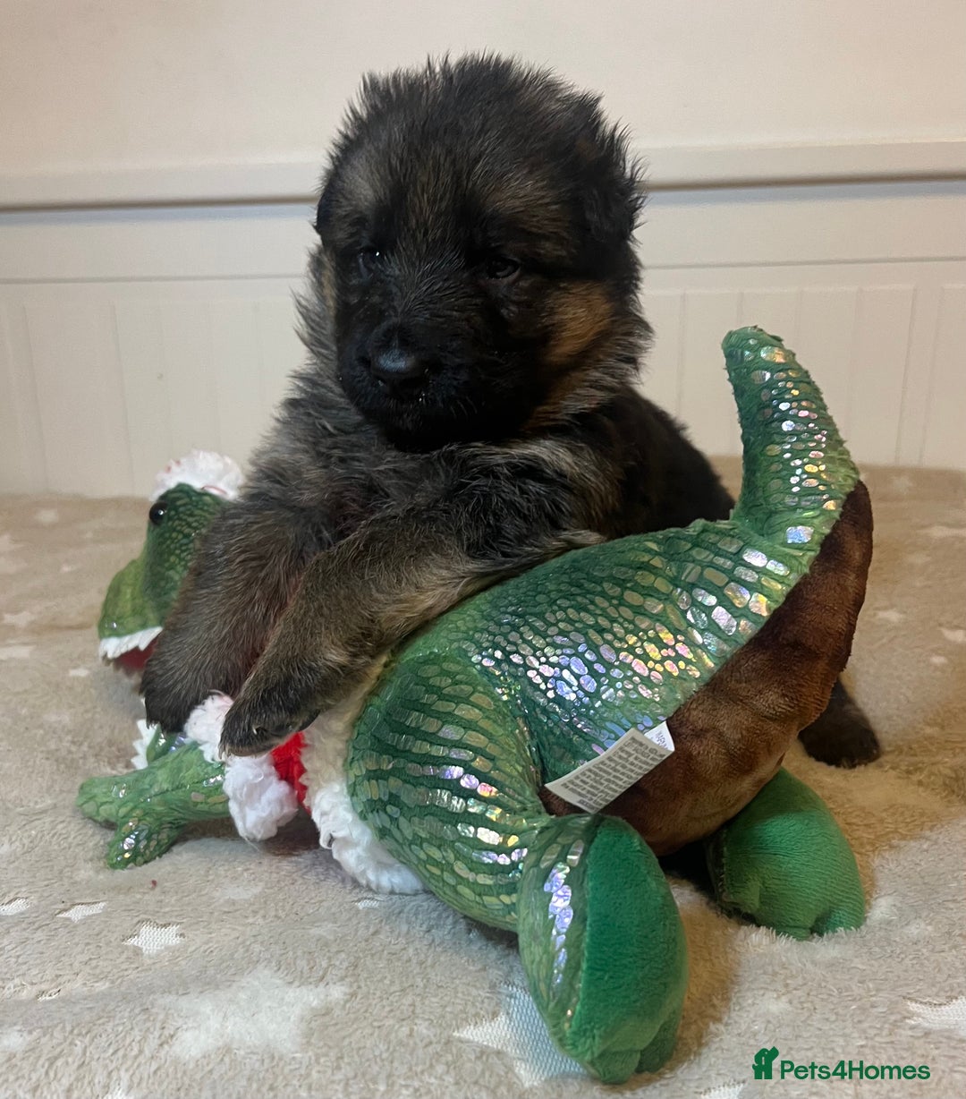 German Shepherd dogs for sale: Outstanding long haired Gsd pups  for sale  - Advert 14