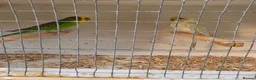 Budgerigars birds for sale: Beautiful budgies pair - Advert 6