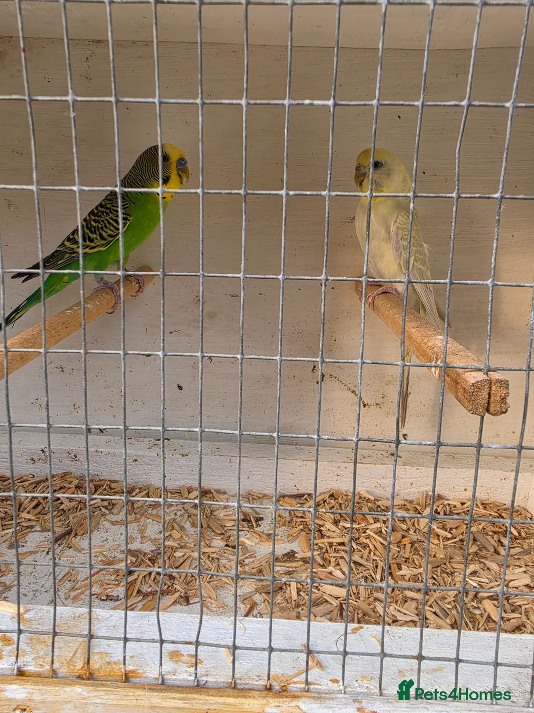 Budgerigars birds for sale: Beautiful budgies pair - Advert 6