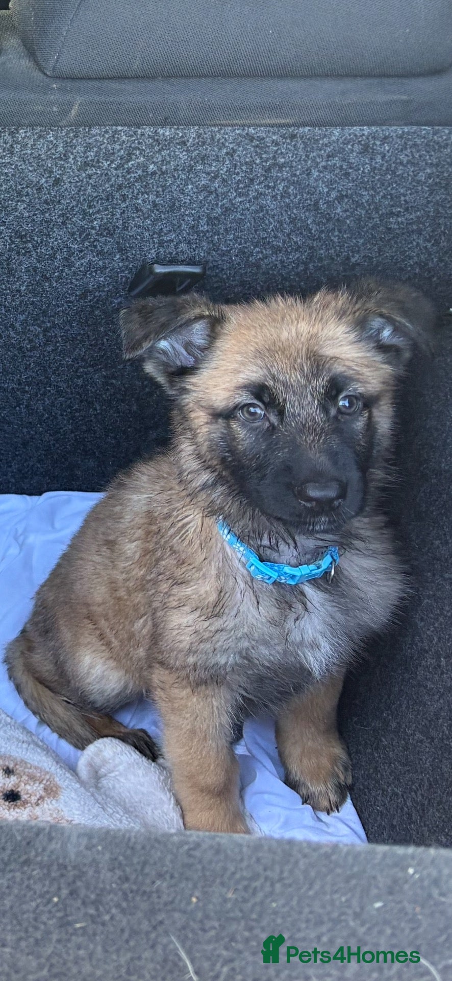Mixed Breed dogs 8 beautiful healthy  puppies ,  German shepherd  - Advert 2