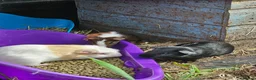 Guinea Pig rodents for sale: 8 male guinea pigs  - Advert 21