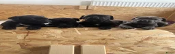 Cane Corso dogs for sale: Cane corso puppies  - Advert 22