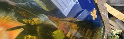 Other/Mixed Breed fish for sale: Various fish for sale in Wakefield - Advert 2