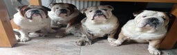 English Bulldog dogs for stud: For Stud: Alfie (Trindle) PROVEN in Brighouse - Advert 7