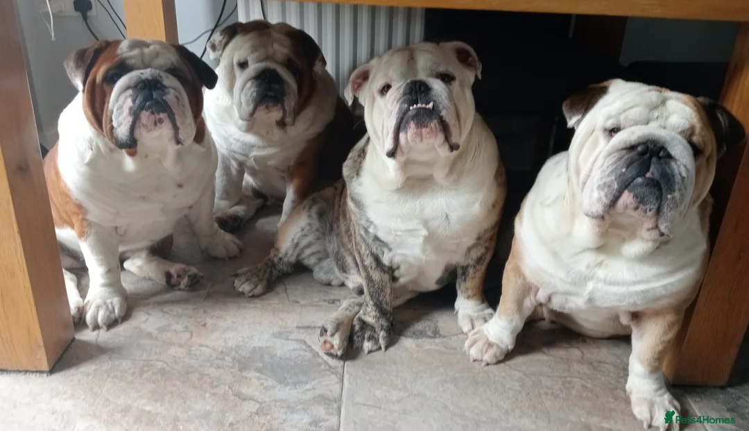 English Bulldog dogs for stud: For Stud: Alfie (Trindle) PROVEN in Brighouse - Advert 7