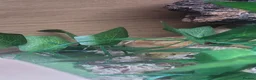 Corn Snake reptiles for sale: Corn snake - Advert 9