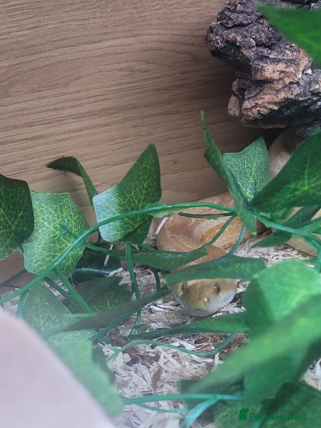 Corn Snake reptiles for sale: Corn snake - Advert 9