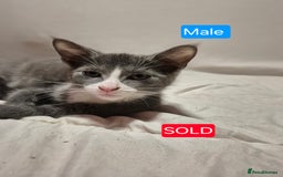 Russian Blue cats for sale: 1 Beautiful Female Russian Blue X kitten - Image 6