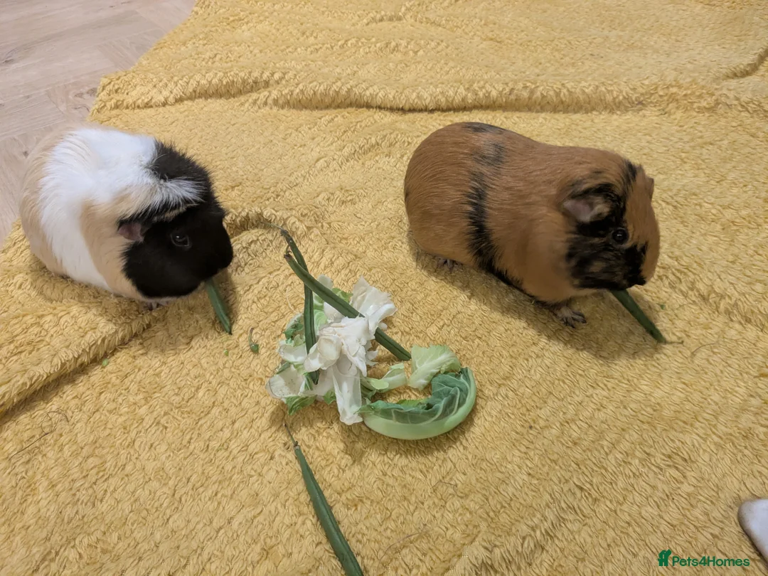 Guinea Pig rodents for sale: Guinea pigs bonded girls - Advert 5
