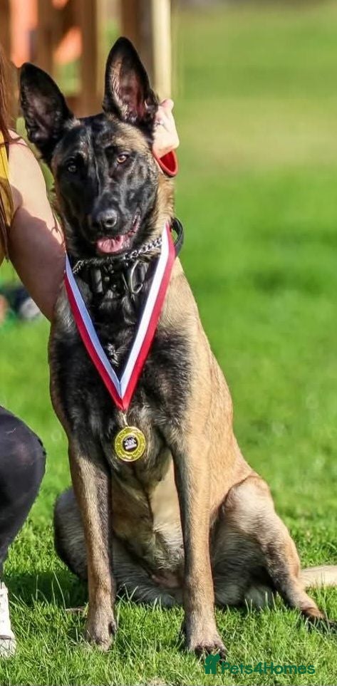 Belgian Shepherd Dog dogs Belgian Malinois Puppies For Sale. - Advert 1