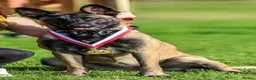 Belgian Shepherd Dog dogs for sale: Belgian Malinois Puppies For Sale. - Advert 1