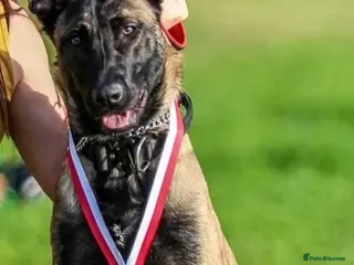 Belgian Shepherd Dog dogs Belgian Malinois Puppies For Sale. - Advert 6