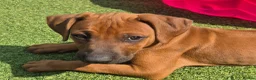 Rhodesian Ridgeback dogs for sale: 4x FEMALE RHODESIAN RIDGEBACK PUPS!! - Advert 8