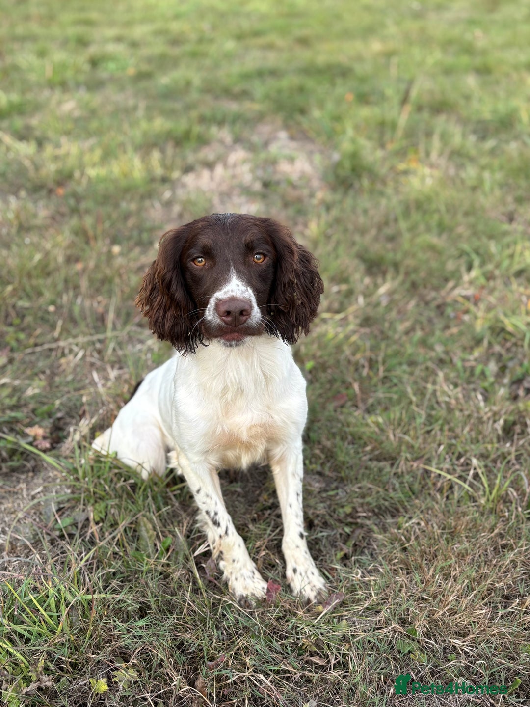 English Springer Spaniel dogs for stud: Ned health tested available for stud in Devizes - Image 6