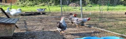 Chickens poultry for sale: Beautiful Cream Legbar Rooster - Advert 6