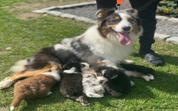 Australian Shepherd dogs for sale: 2 KC registered Australian Shepards remaining! - Image 1