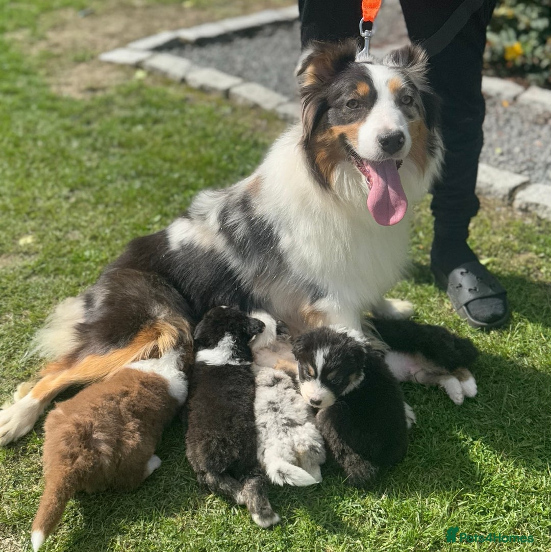 Australian Shepherd dogs for sale: 2 KC registered Australian Shepards remaining! - Image 1