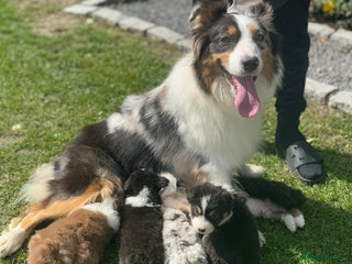 Australian Shepherd dogs - Advert 2